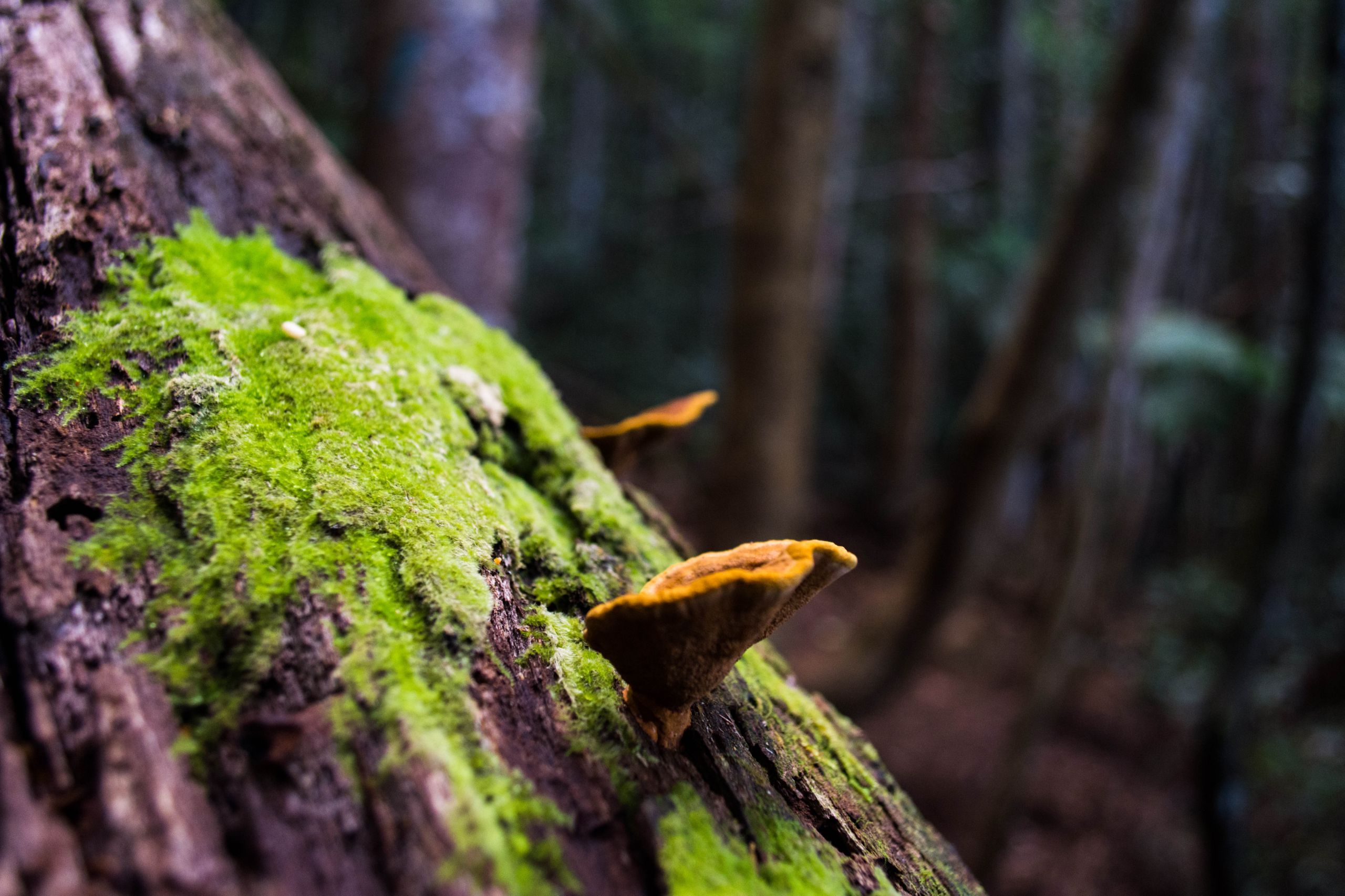 Fonds d'cran Nature Champignons 