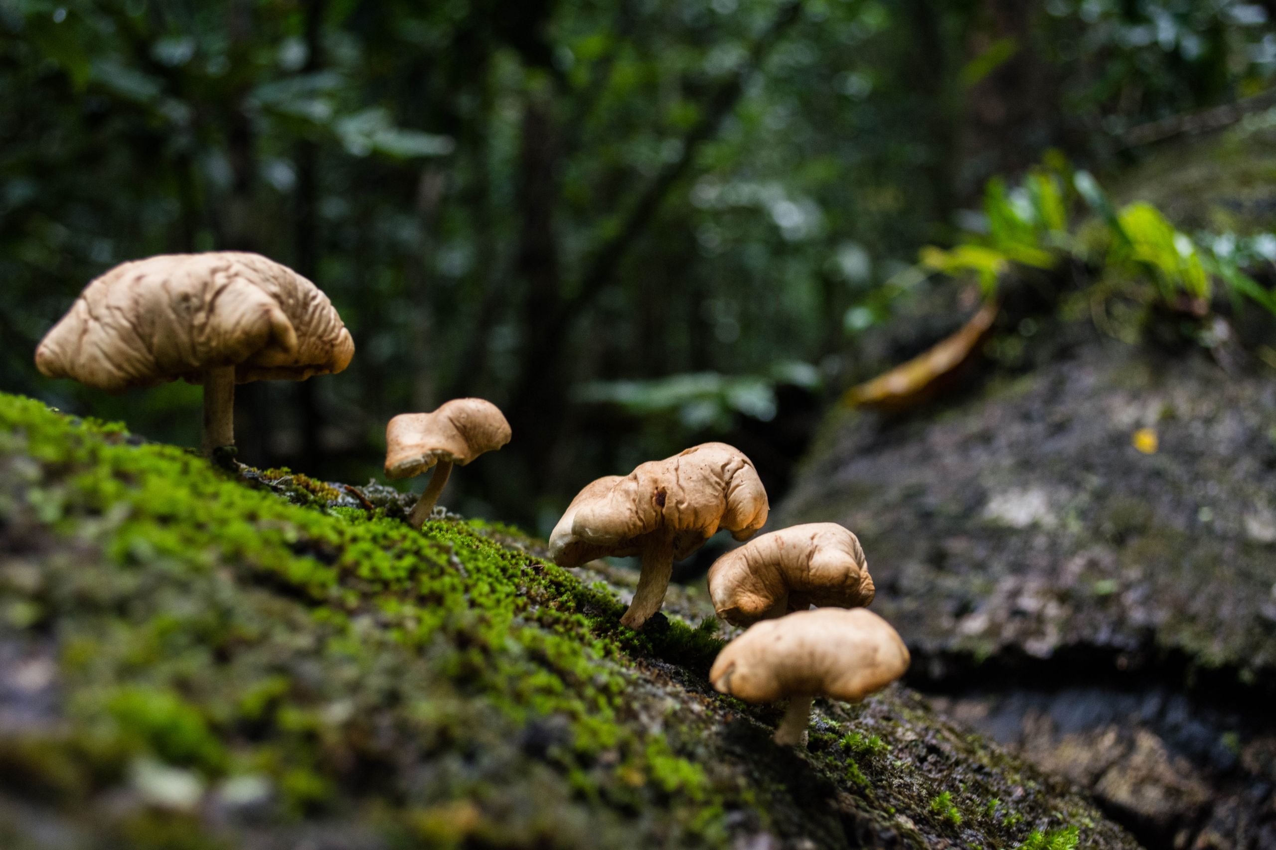 Fonds d'cran Nature Champignons 