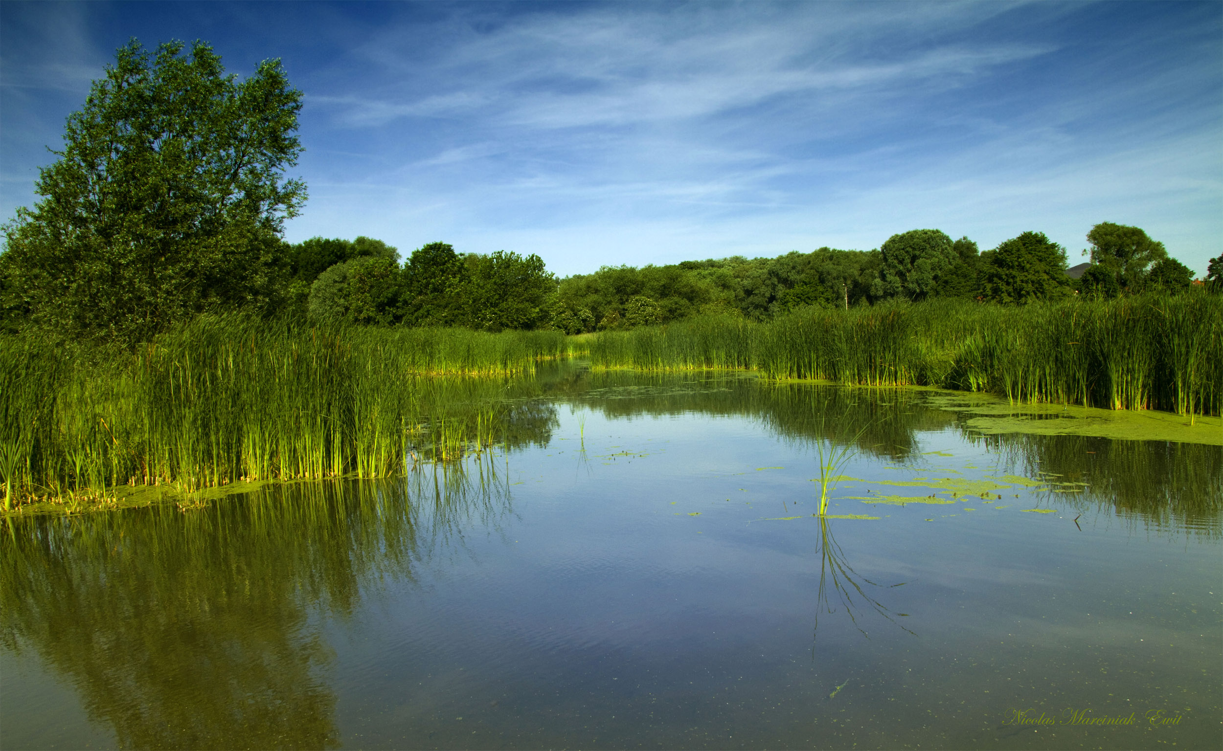 Wallpapers Nature Swamps 