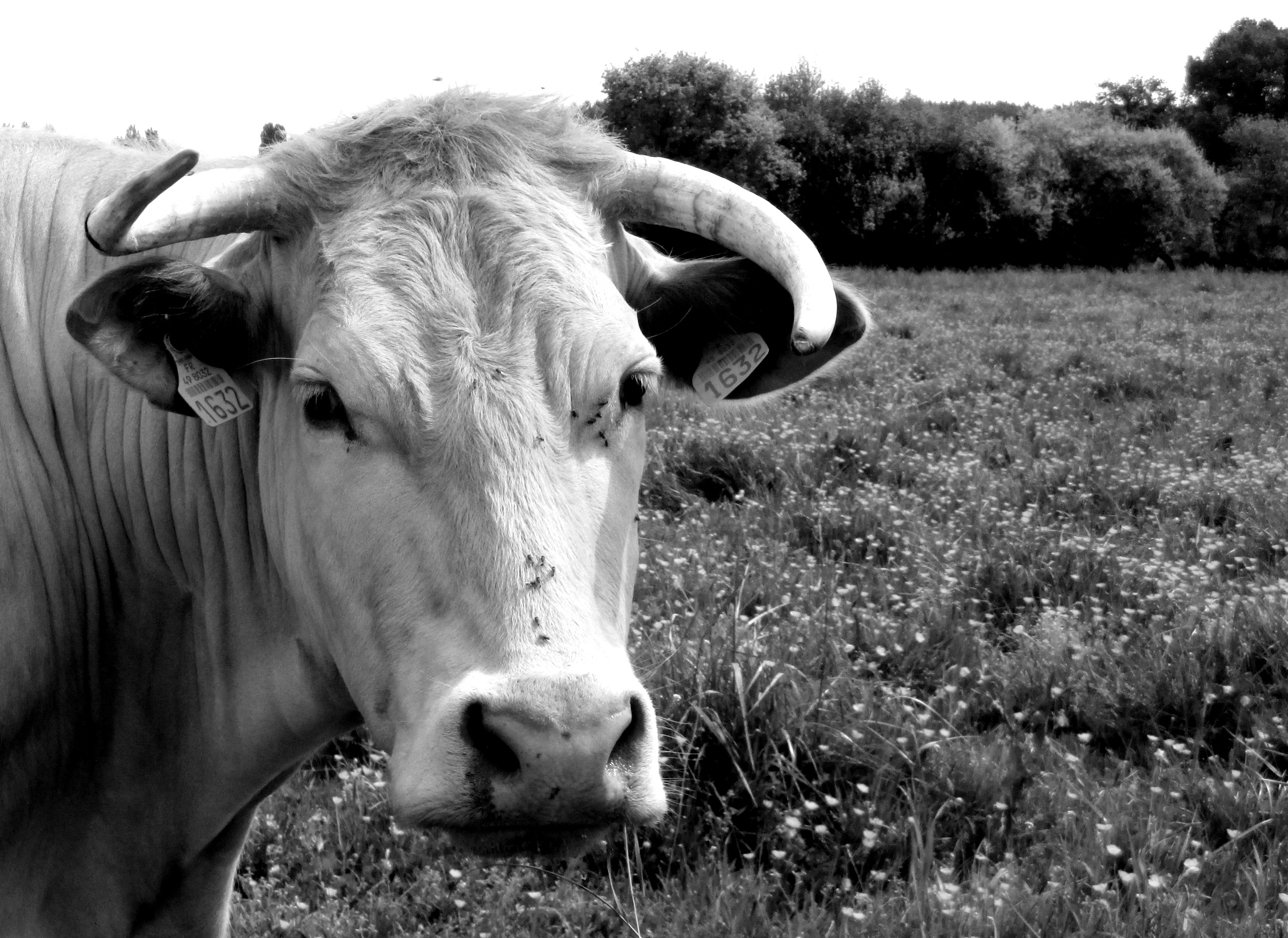 Wallpapers Animals Cows - Bulls - Beef La dame des prés