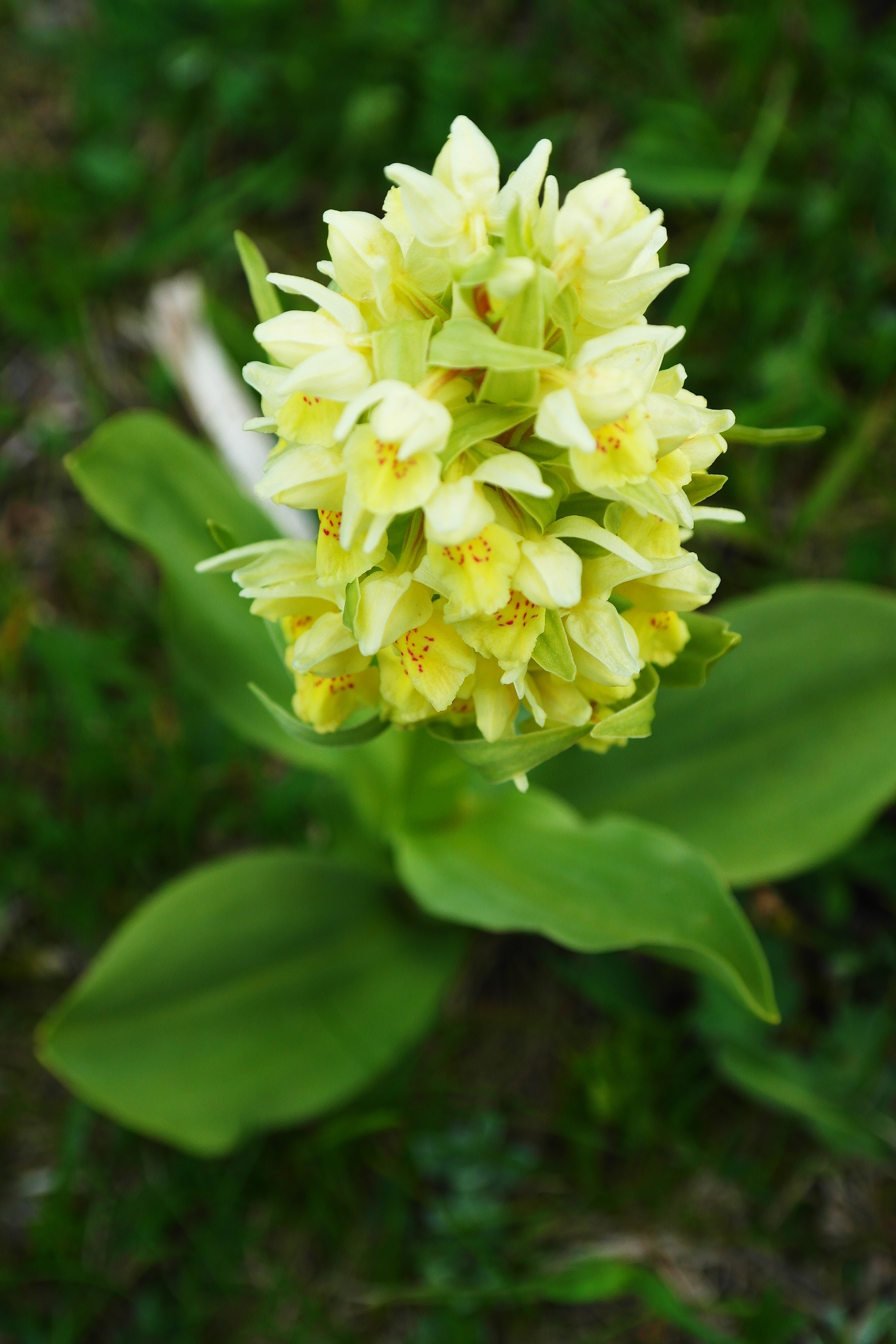 Fonds d'cran Nature Fleurs 