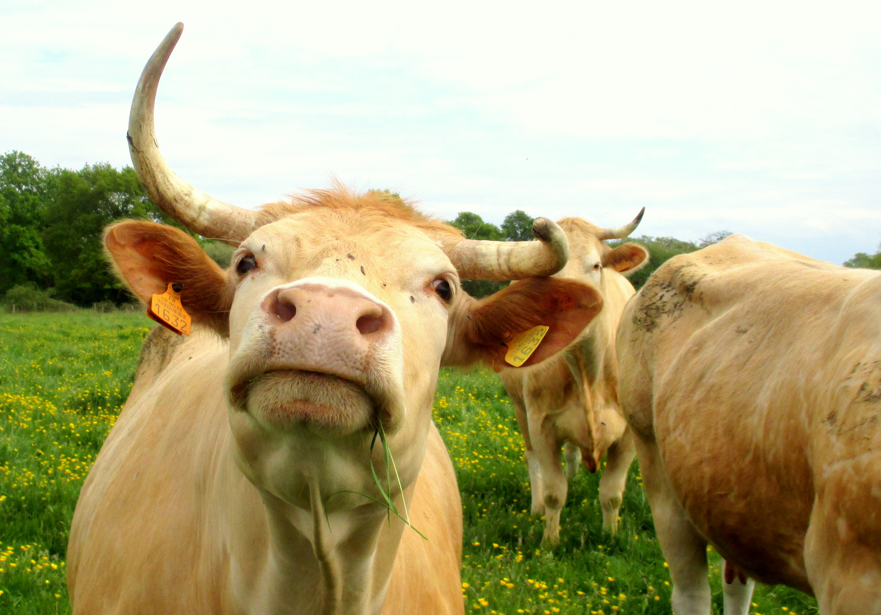 Fonds d'cran Animaux Vaches - Taureaux - Boeufs La dame des prés