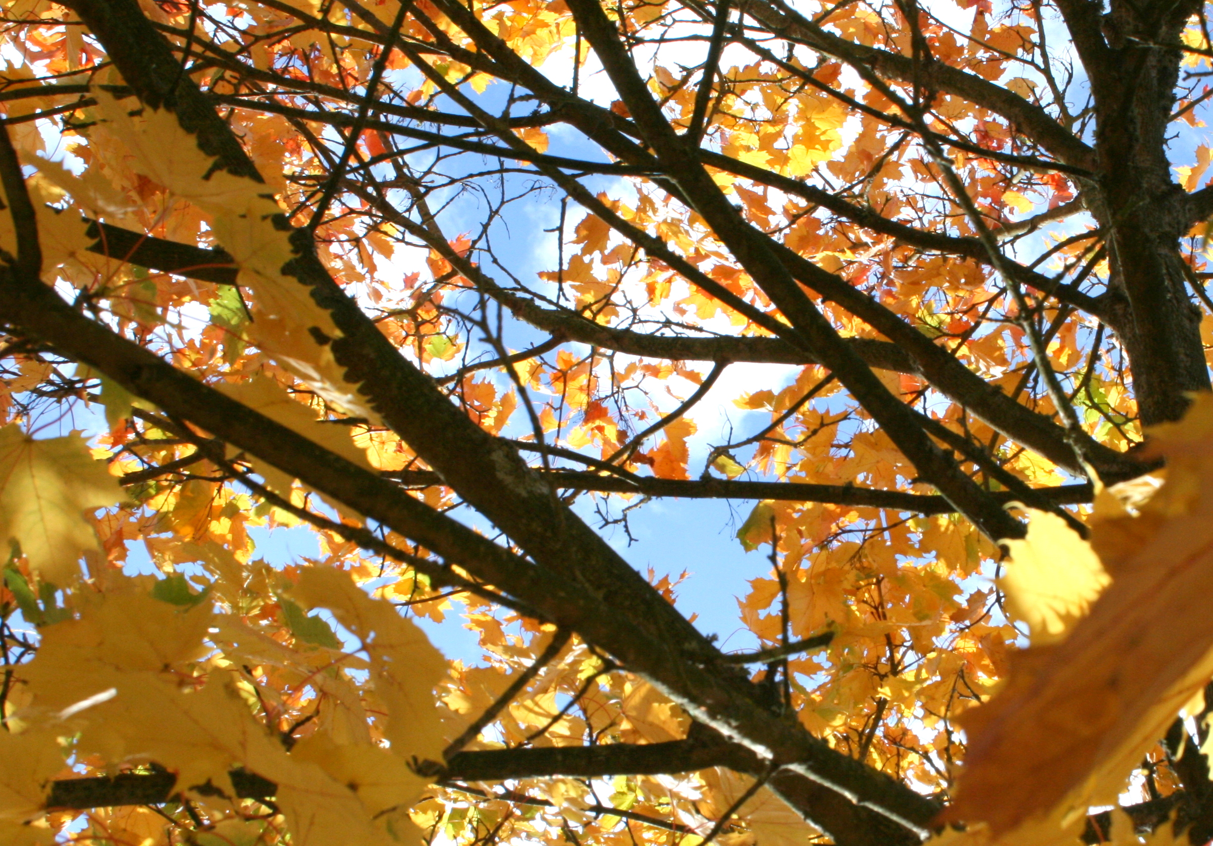 Fonds d'cran Nature Saisons - Automne Derrière le feuillage...