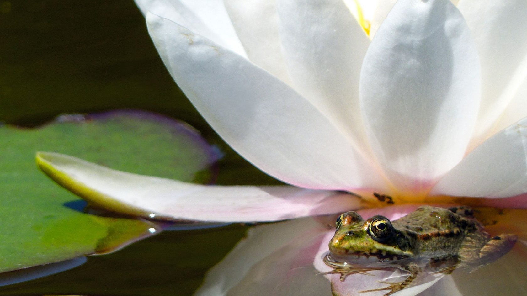 Wallpapers Animals Frogs - Toads Grenouille sur une fleur de nénuphar