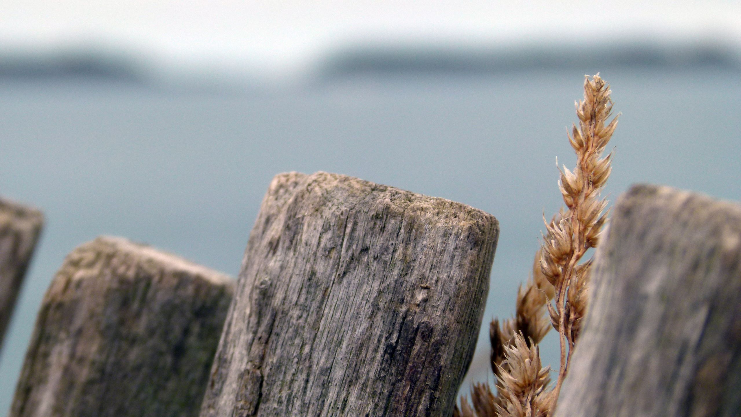 Fonds d'cran Nature Herbes 