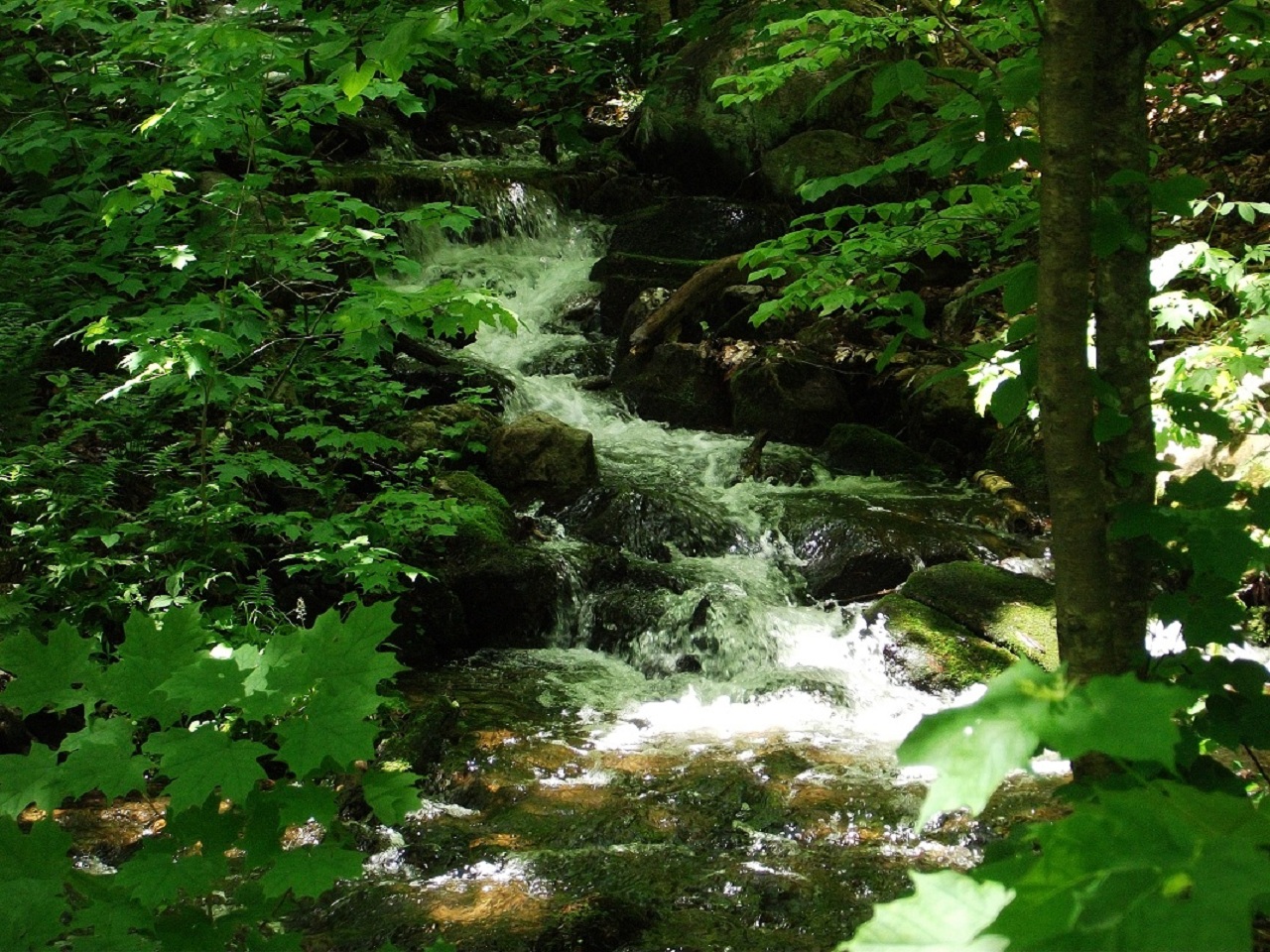 Wallpapers Nature Trees - Forests Parc National De La Mauricie 