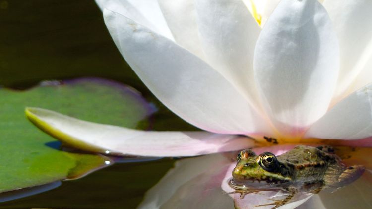 Fonds d'cran Animaux Grenouilles - Crapauds Grenouille sur une fleur de nénuphar