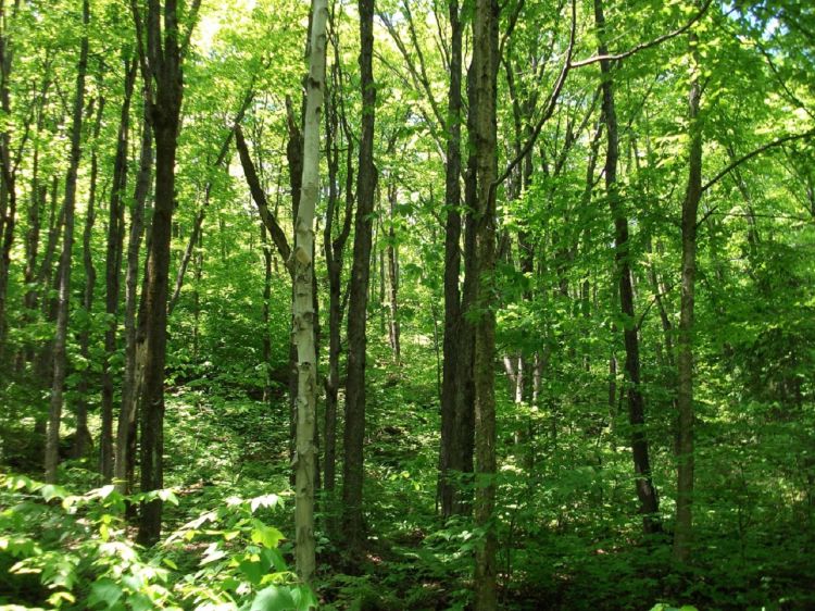 Wallpapers Nature Trees - Forests Parc National De La Mauricie 