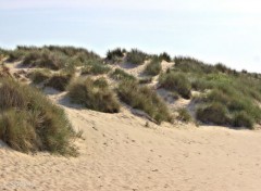  Nature Bray-dunes plage