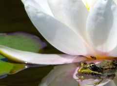  Animaux Grenouille sur une fleur de nénuphar