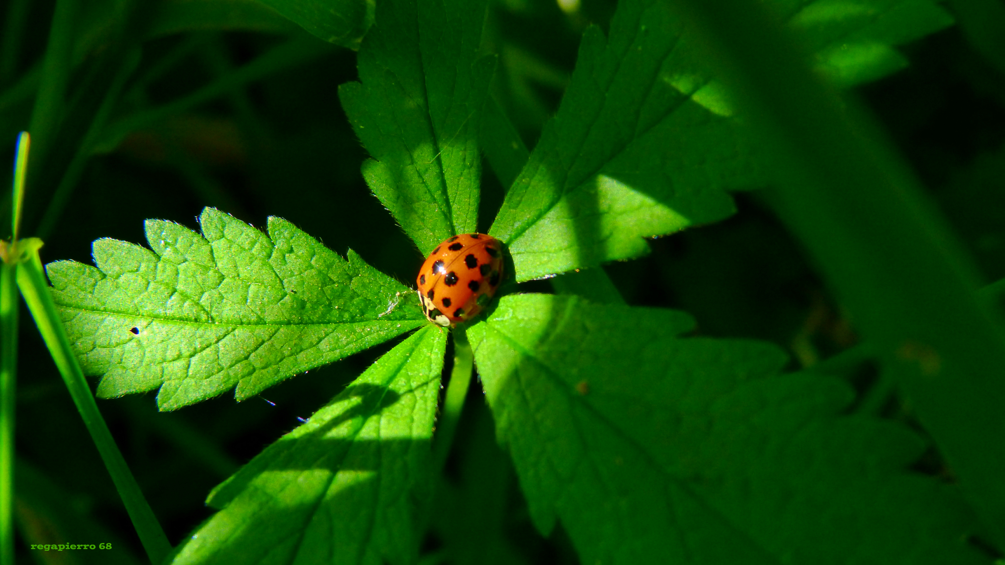 Fonds d'cran Animaux Insectes - Coccinelles 