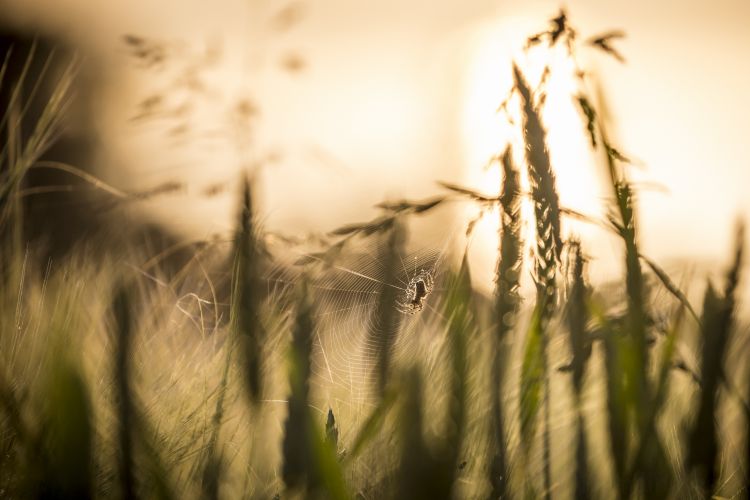 Fonds d'cran Animaux Araignes Le matin est l