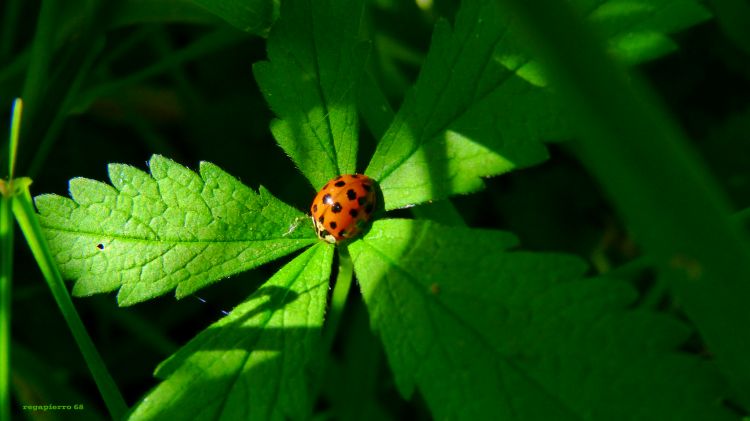 Fonds d'cran Animaux Insectes - Coccinelles Wallpaper N377699