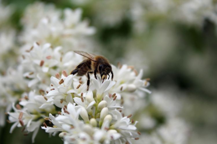 Fonds d'cran Animaux Insectes - Abeilles Gupes ... Wallpaper N377718