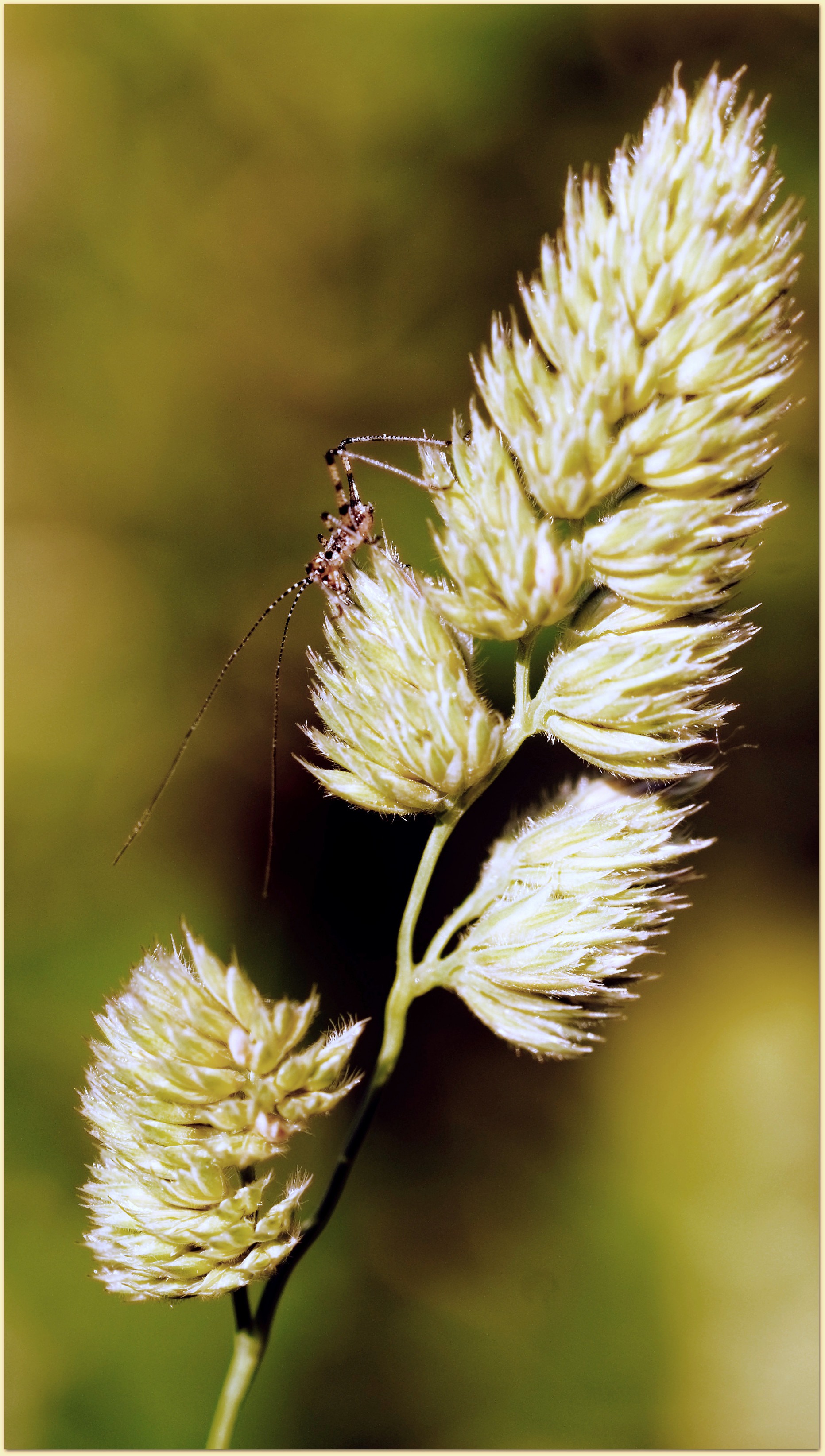 Fonds d'cran Animaux Insectes - Sauterelles et Criquets Le peuple de l'herbe