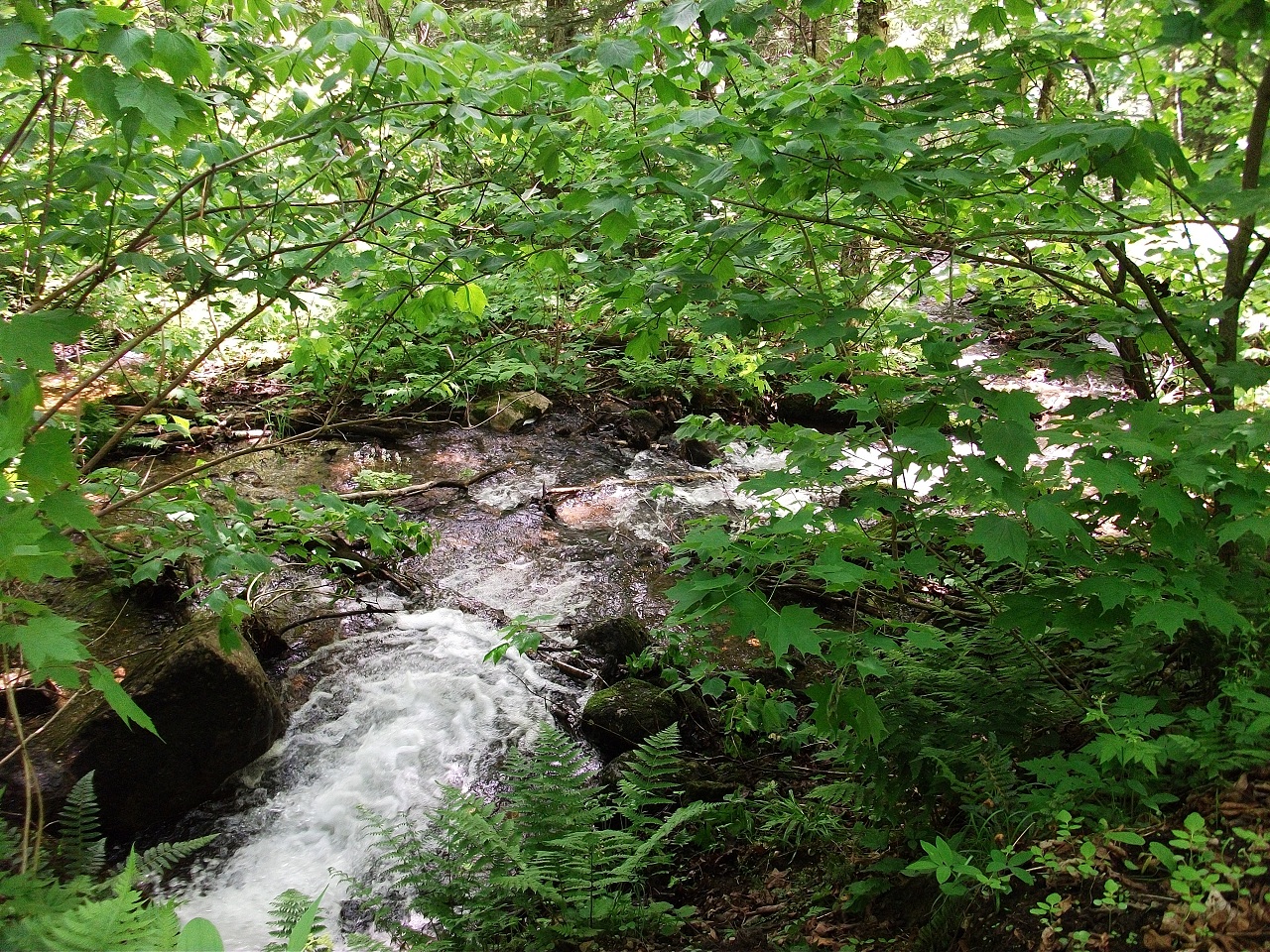 Wallpapers Nature Trees - Forests Parc National De La Mauricie