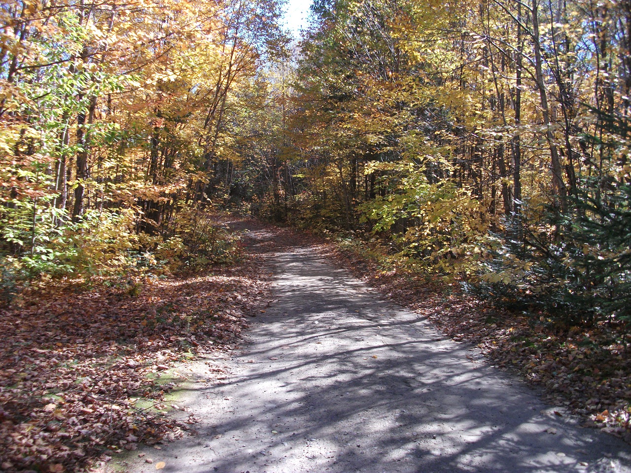 Wallpapers Nature Trees - Forests Parc National De La Mauricie