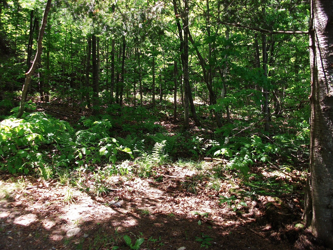 Fonds d'cran Nature Arbres - Forts Parc National De La Mauricie