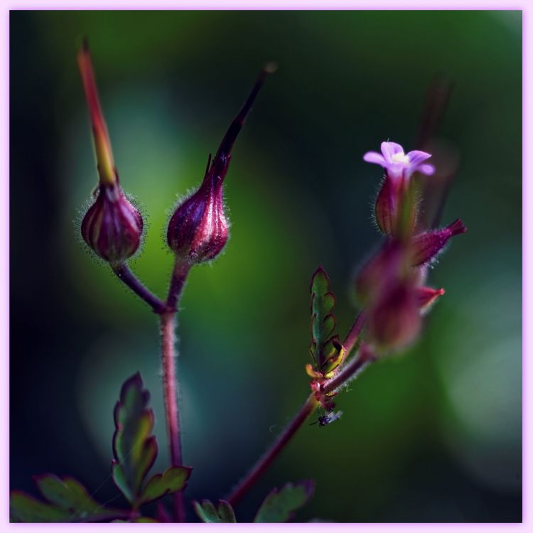 Fonds d'cran Nature Fleurs vision d'un soir