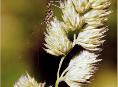  Animaux Le peuple de l'herbe