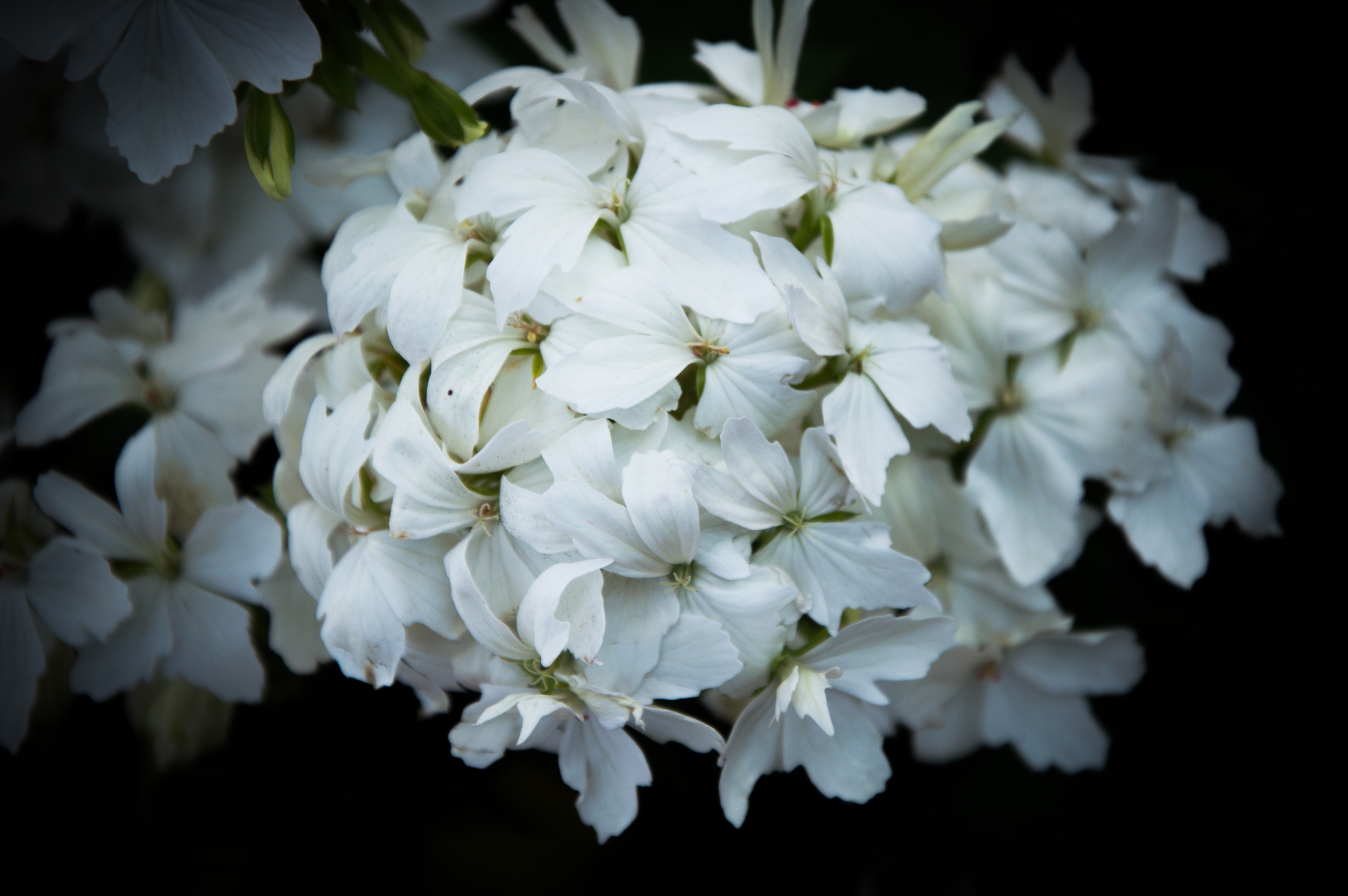 Fonds d'cran Nature Fleurs 