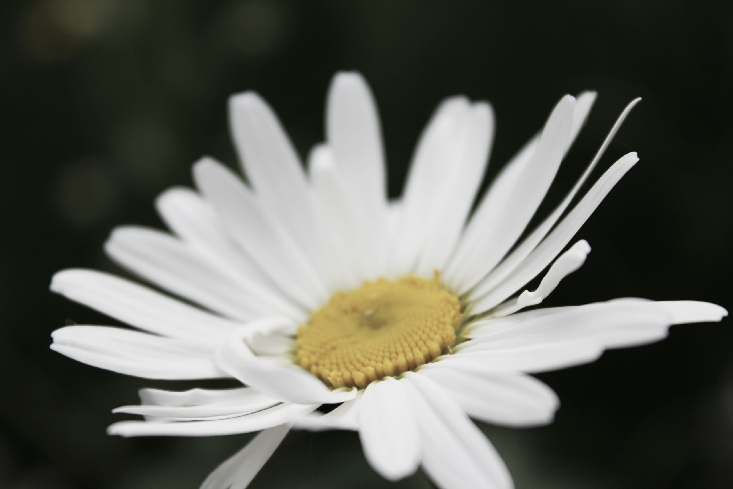 Fonds d'cran Nature Fleurs les fleurs