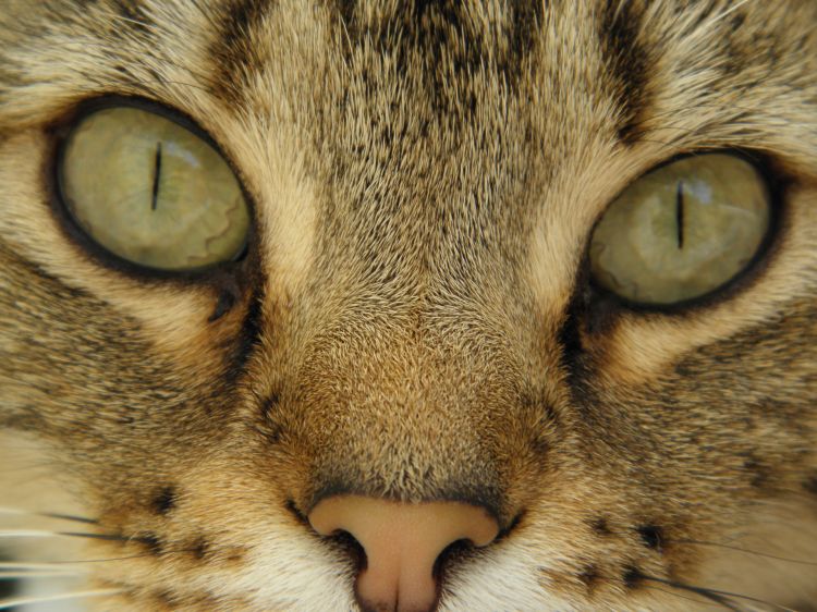 Wallpapers Animals Cats - Kittens Félin