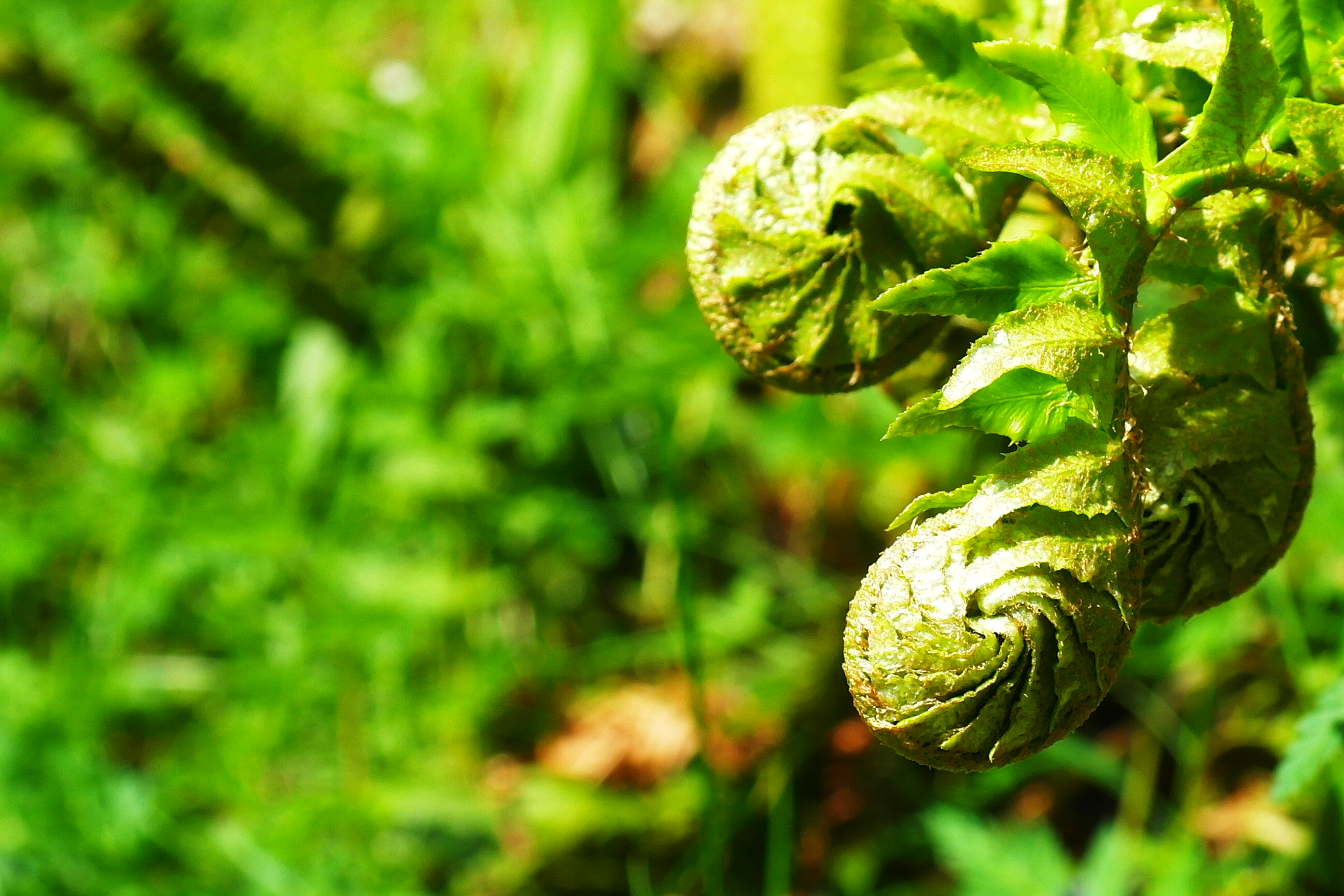 Fonds d'cran Nature Fleurs 