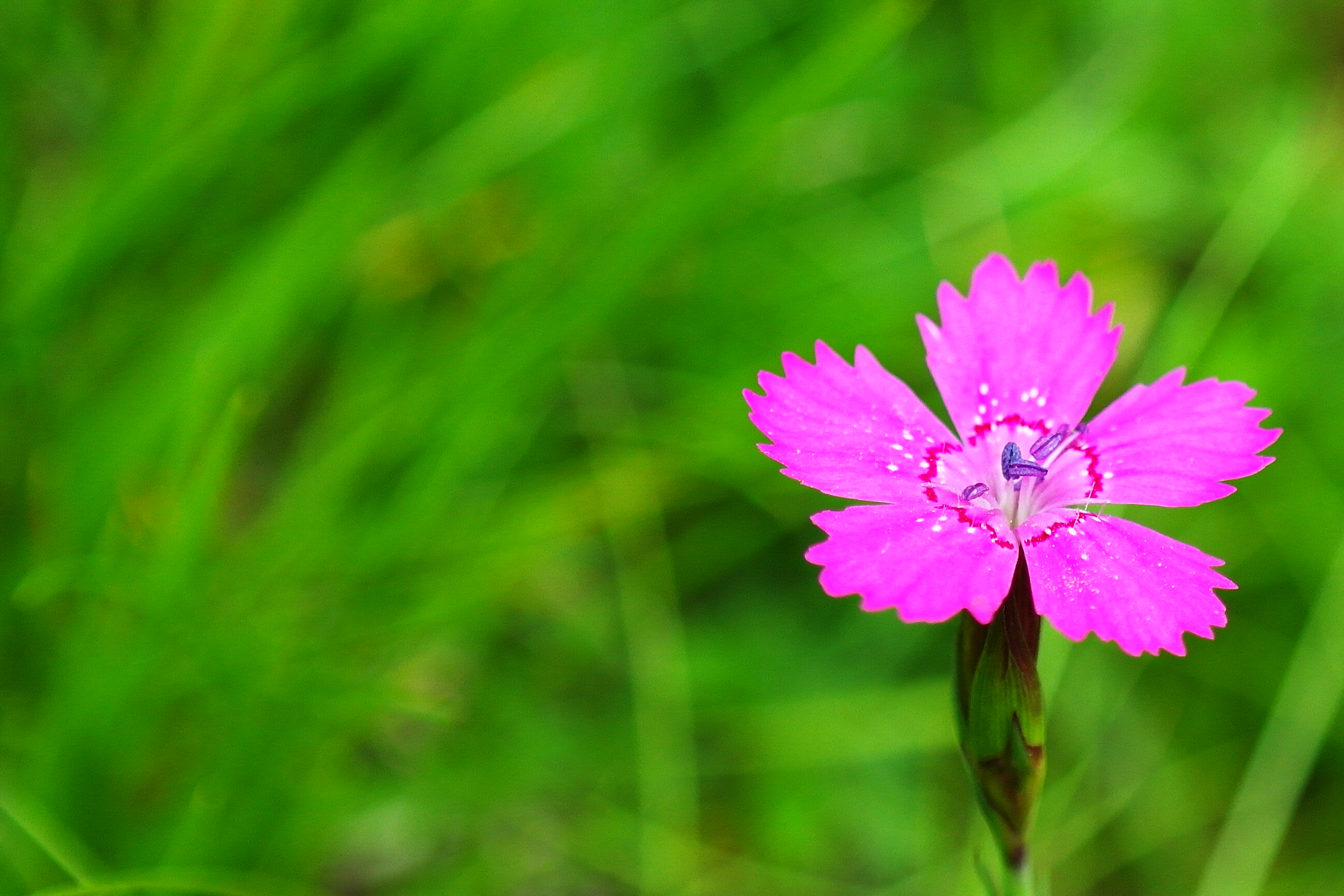 Fonds d'cran Nature Fleurs 