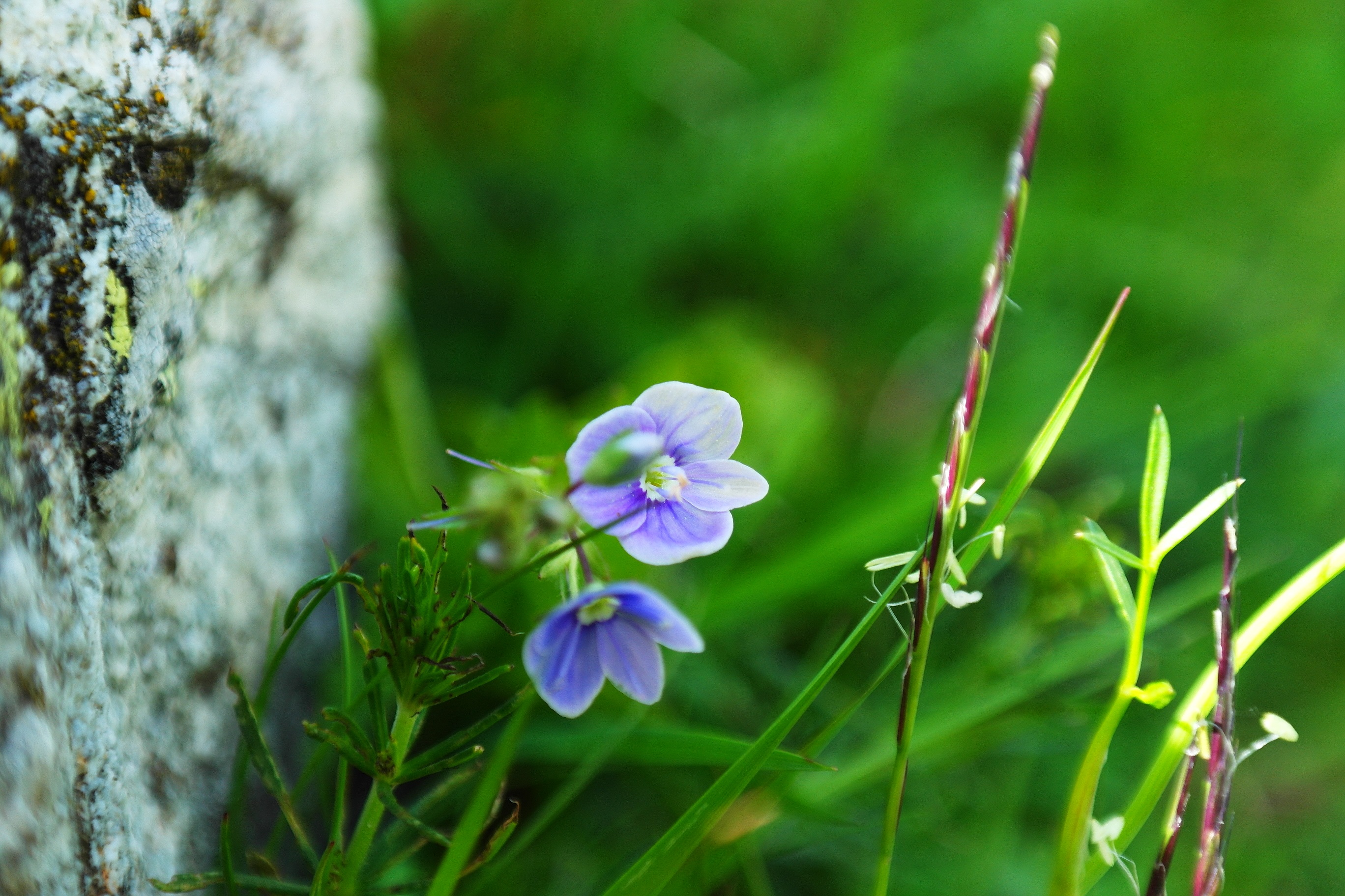 Fonds d'cran Nature Fleurs 