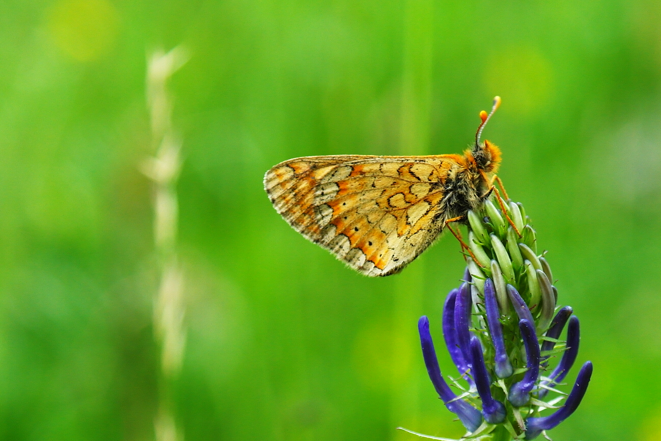 Wallpapers Animals Insects - Butterflies 