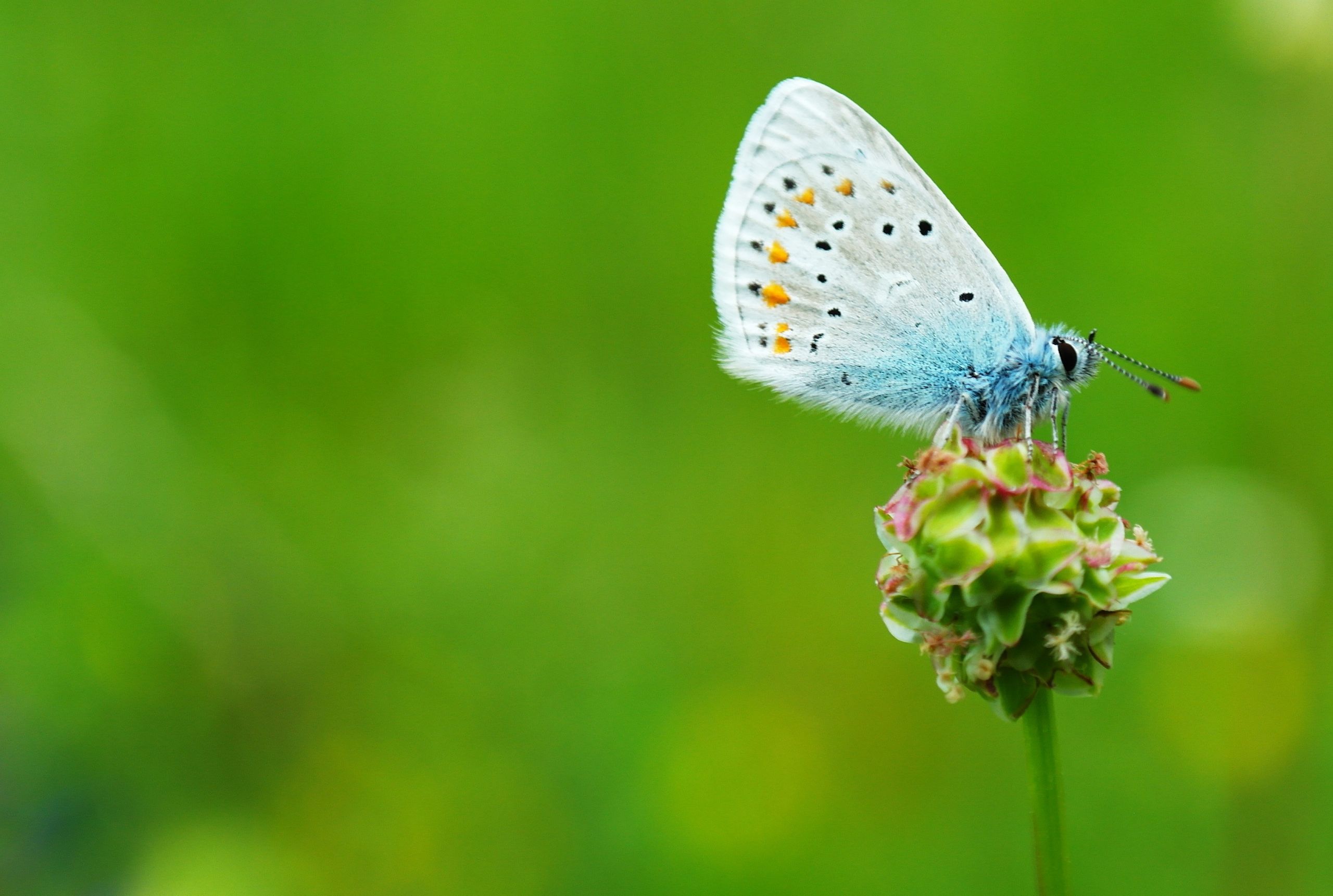 Wallpapers Animals Insects - Butterflies 