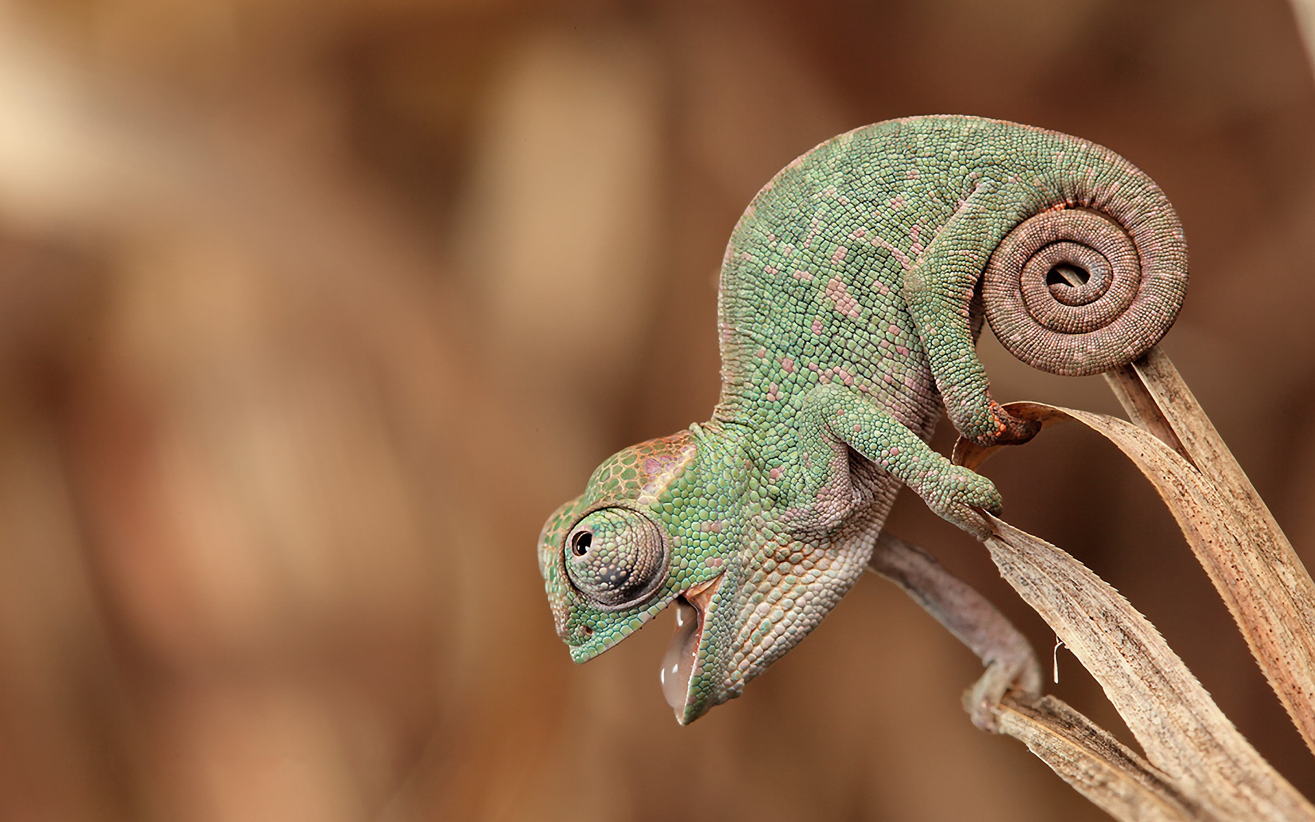 Wallpapers Animals Chameleons 