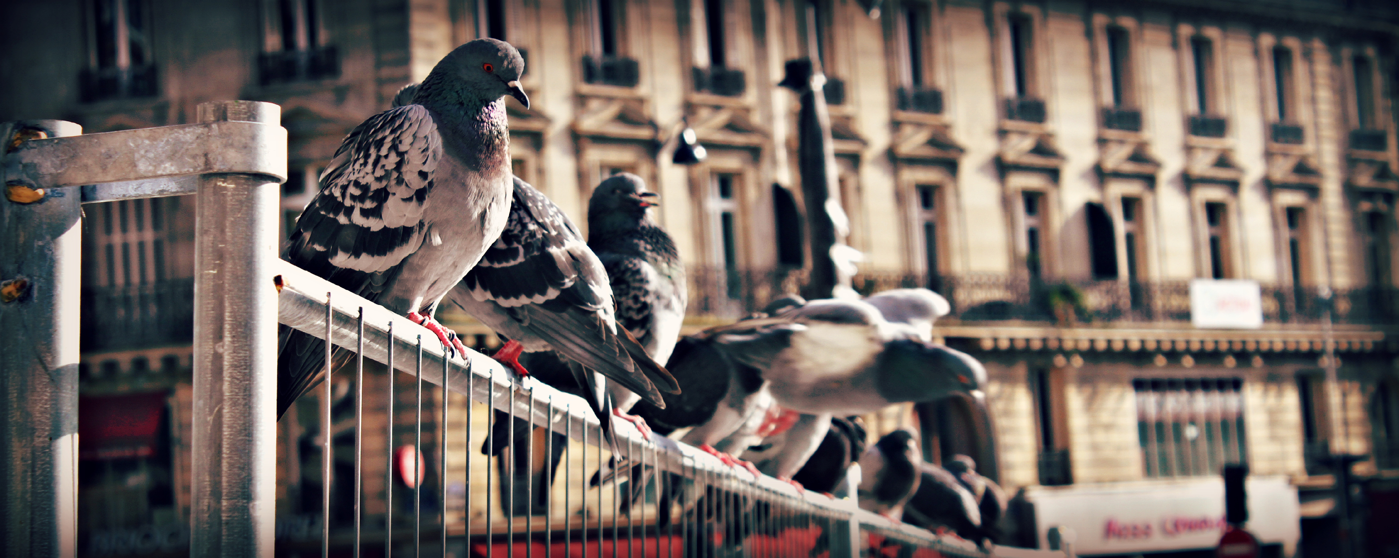 Fonds d'cran Animaux Oiseaux - Pigeons et Tourterelles Paris