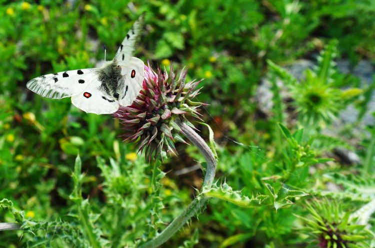 Fonds d'cran Animaux Insectes - Papillons Wallpaper N377943