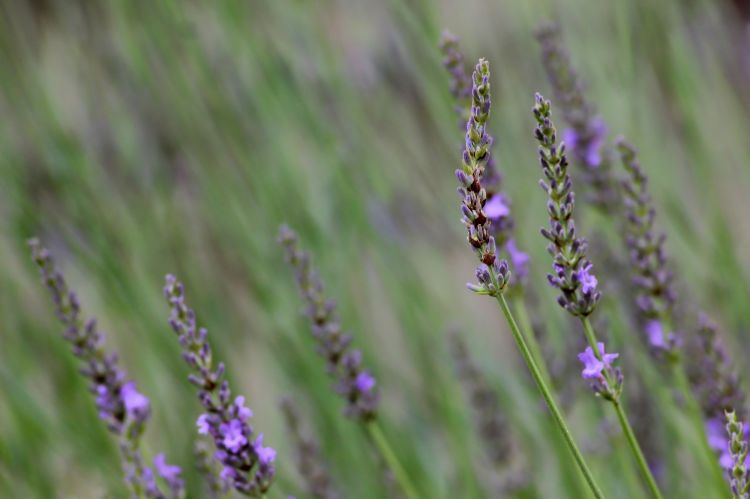 Fonds d'cran Nature Fleurs Lavande