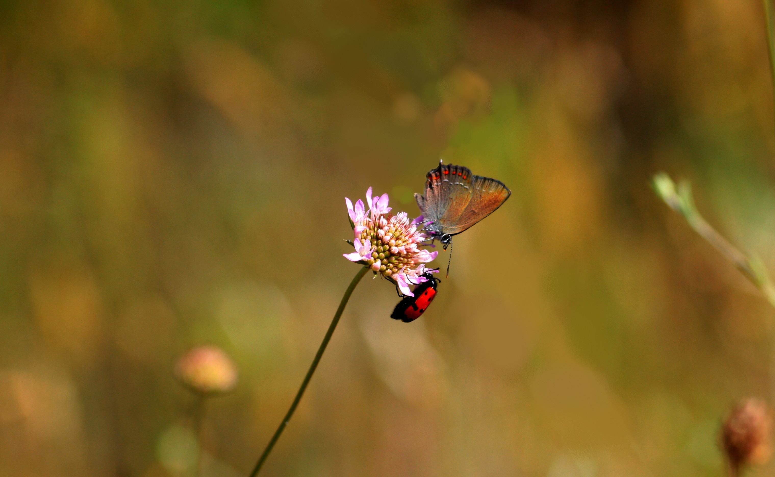 Fonds d'cran Animaux Insectes - Papillons 