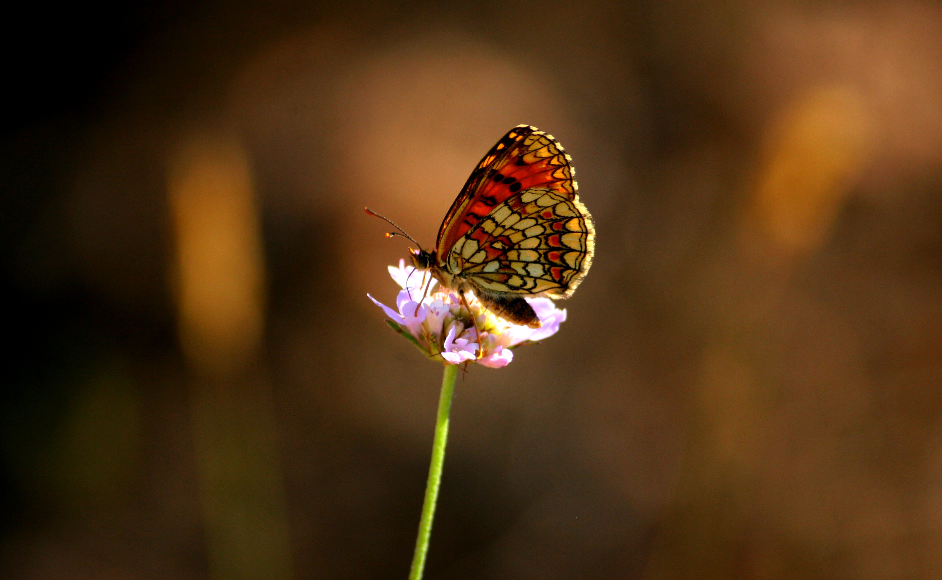 Wallpapers Animals Insects - Butterflies 