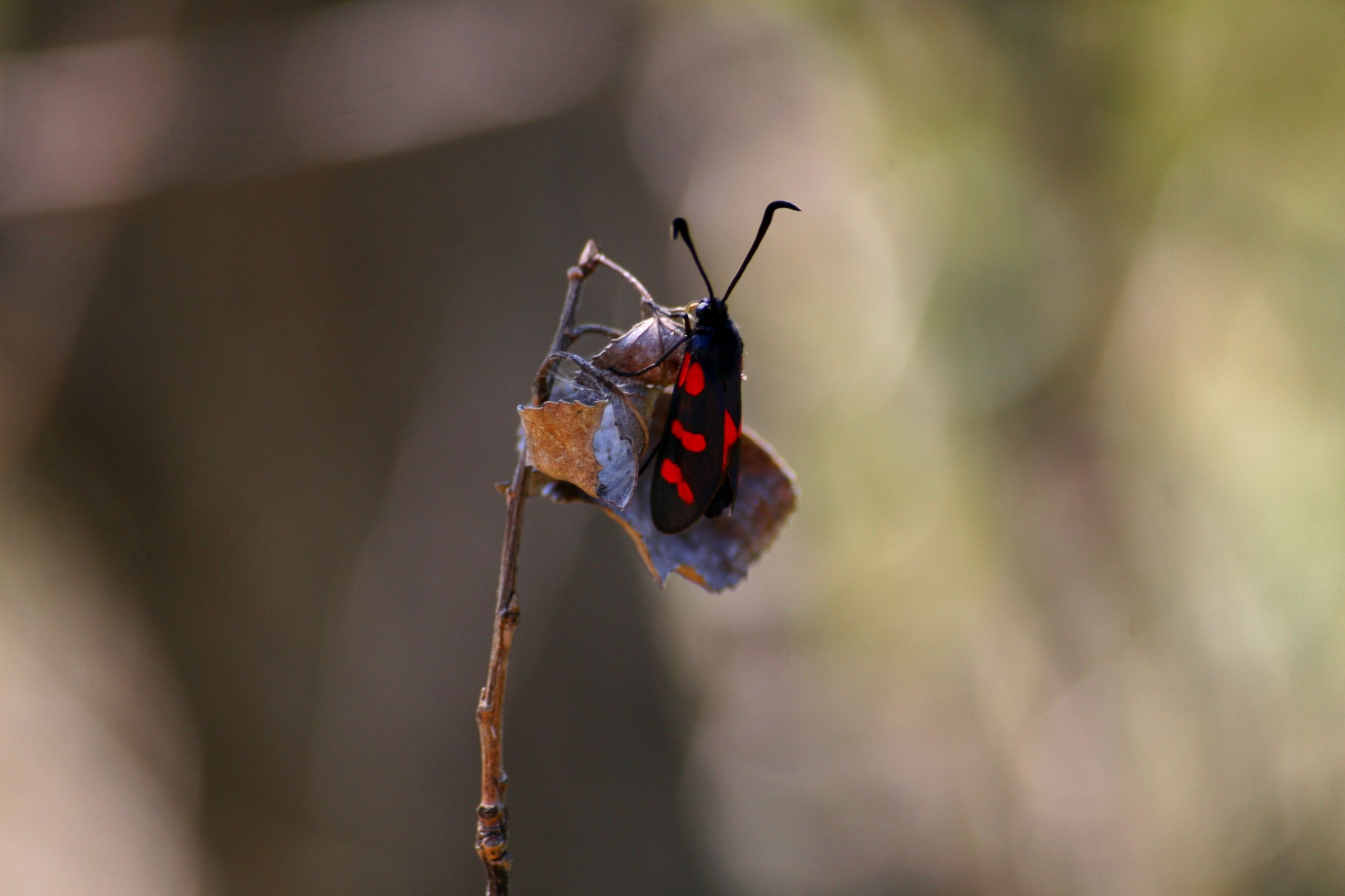 Wallpapers Animals Insects - Butterflies 