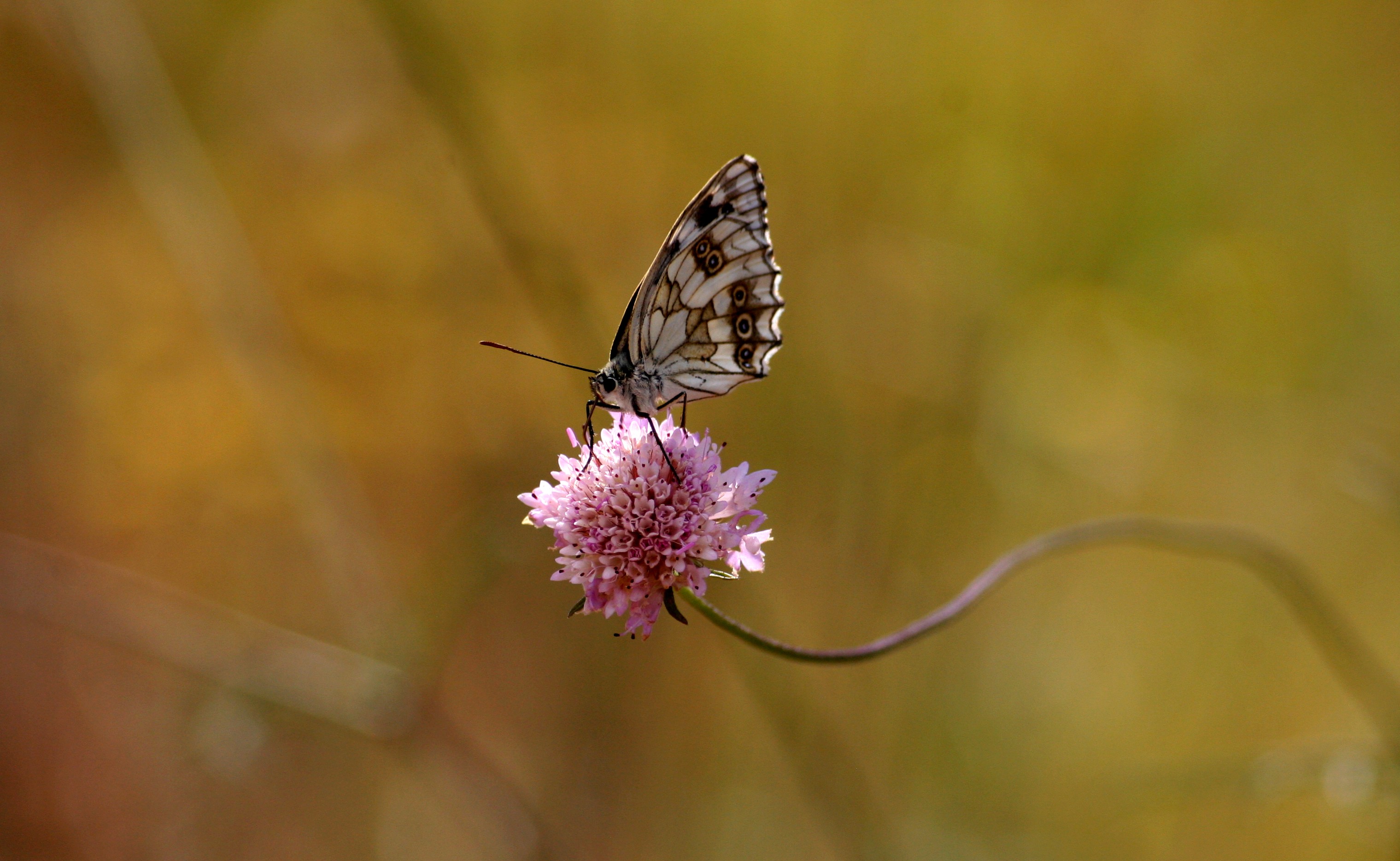 Wallpapers Animals Insects - Butterflies 