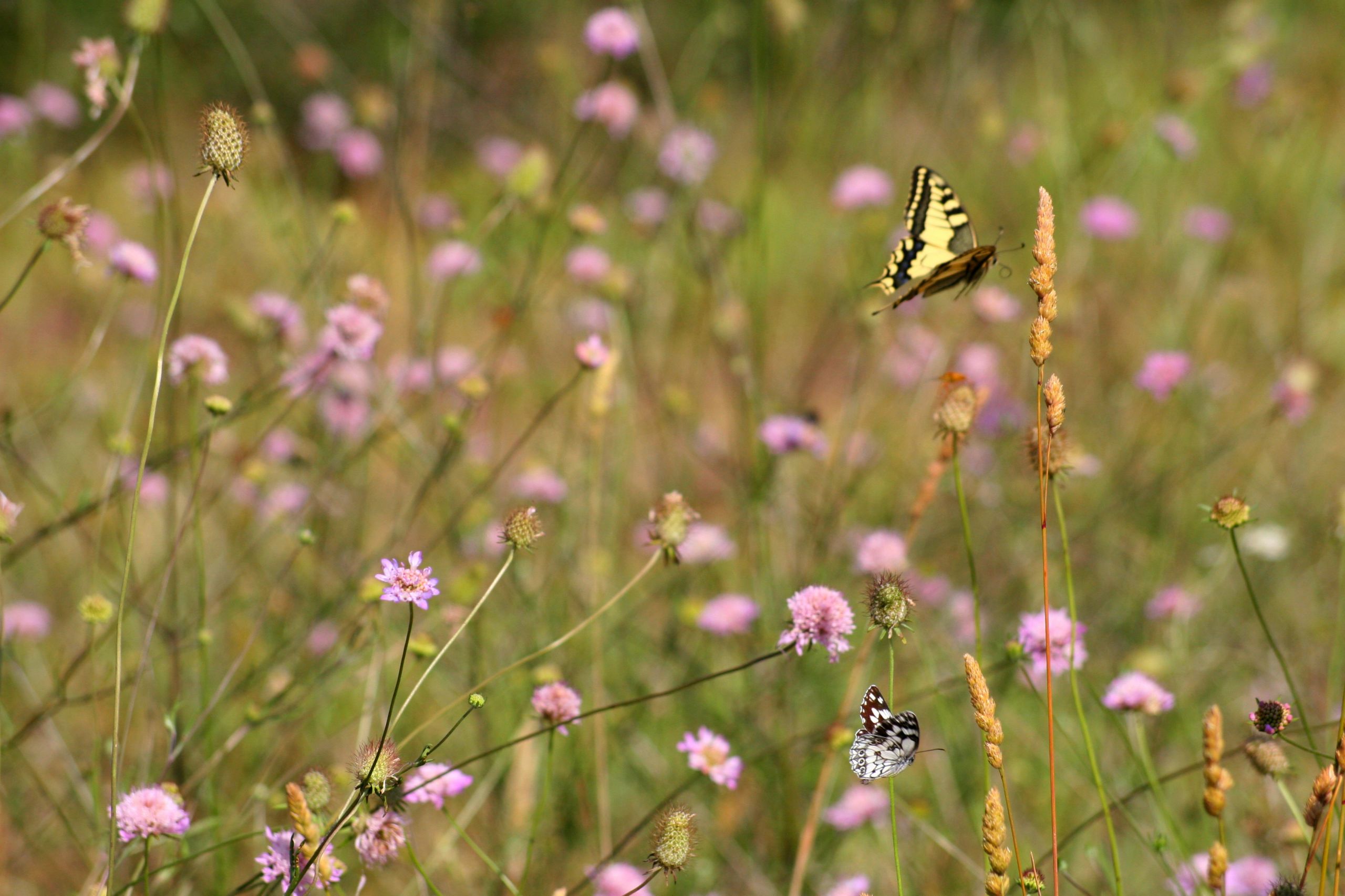 Fonds d'cran Animaux Insectes - Papillons 