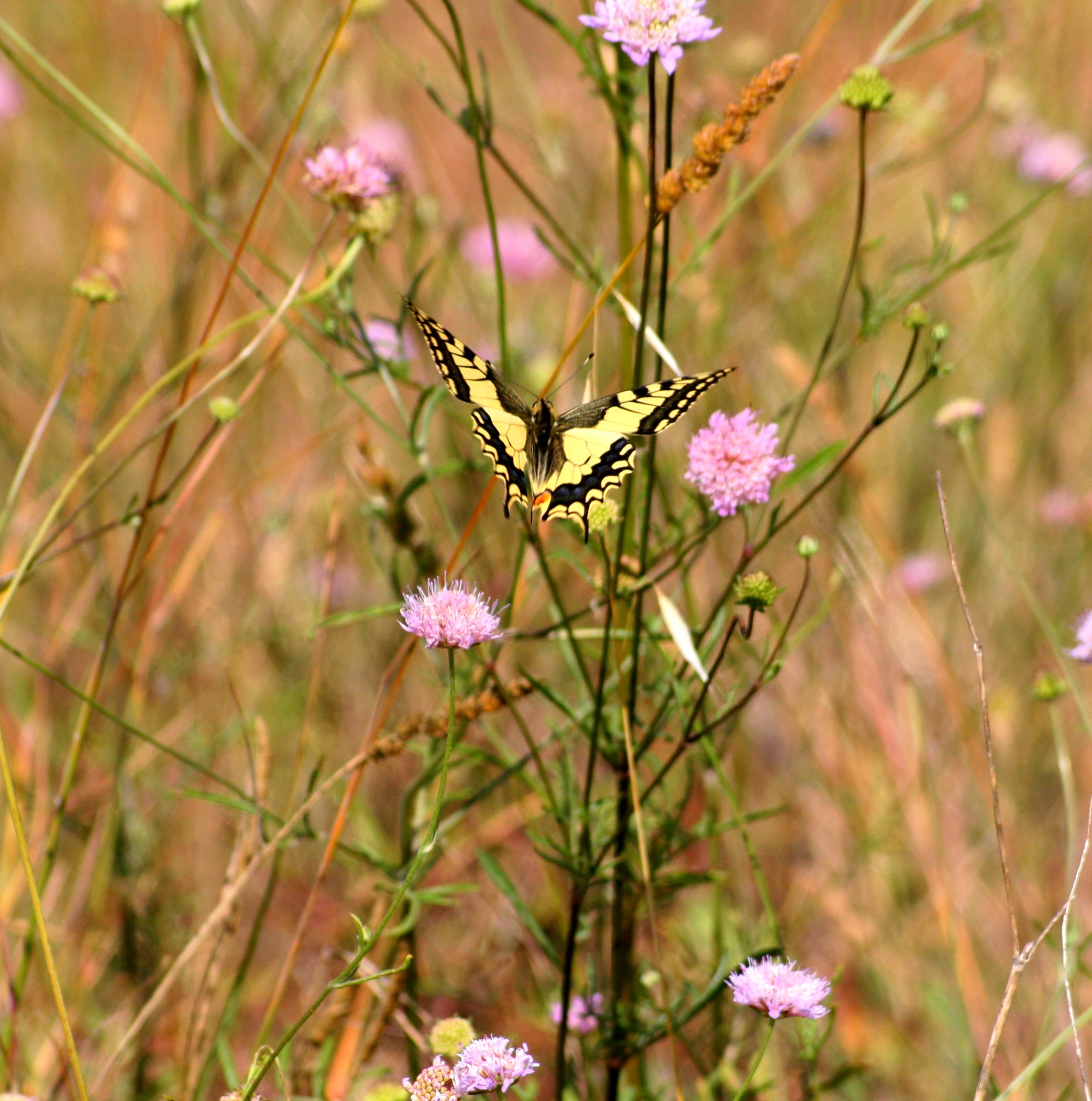 Wallpapers Animals Insects - Butterflies 