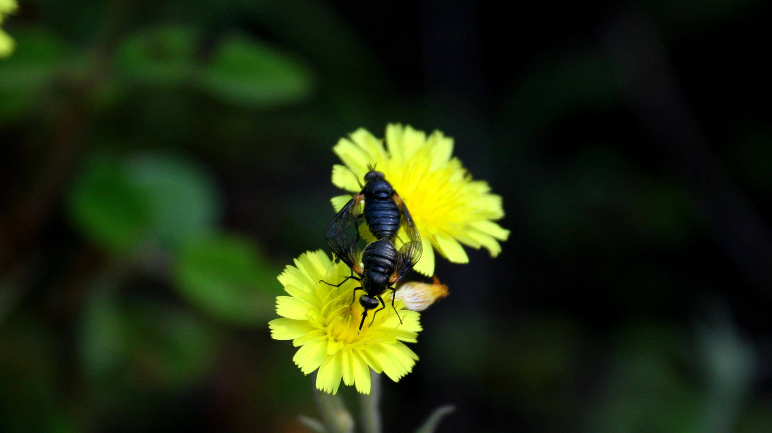 Fonds d'cran Animaux Insectes - Divers 