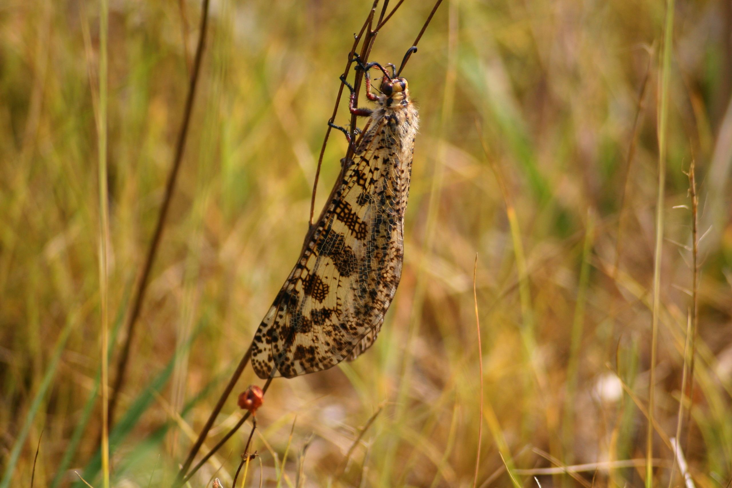 Fonds d'cran Animaux Insectes - Divers 