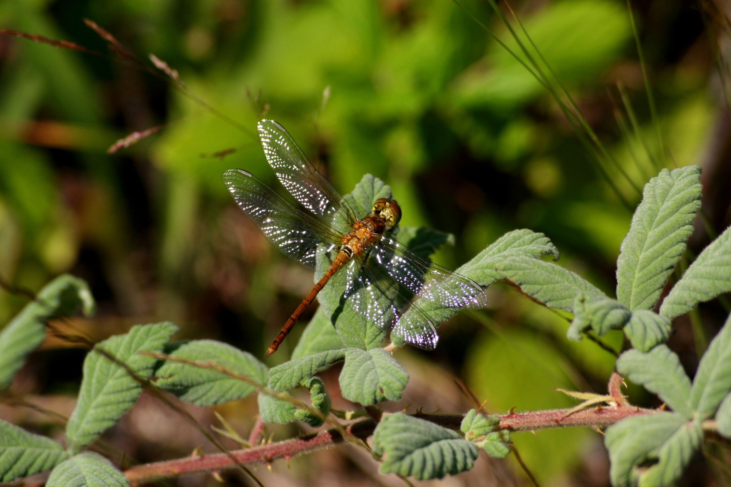 Fonds d'cran Animaux Insectes - Divers 