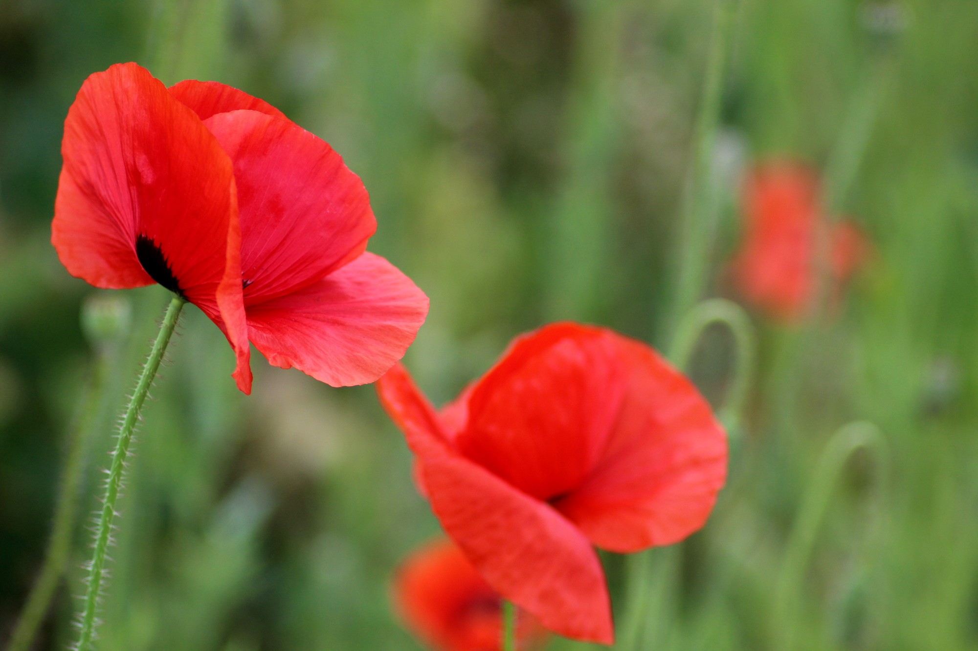 Wallpapers Nature Flowers 