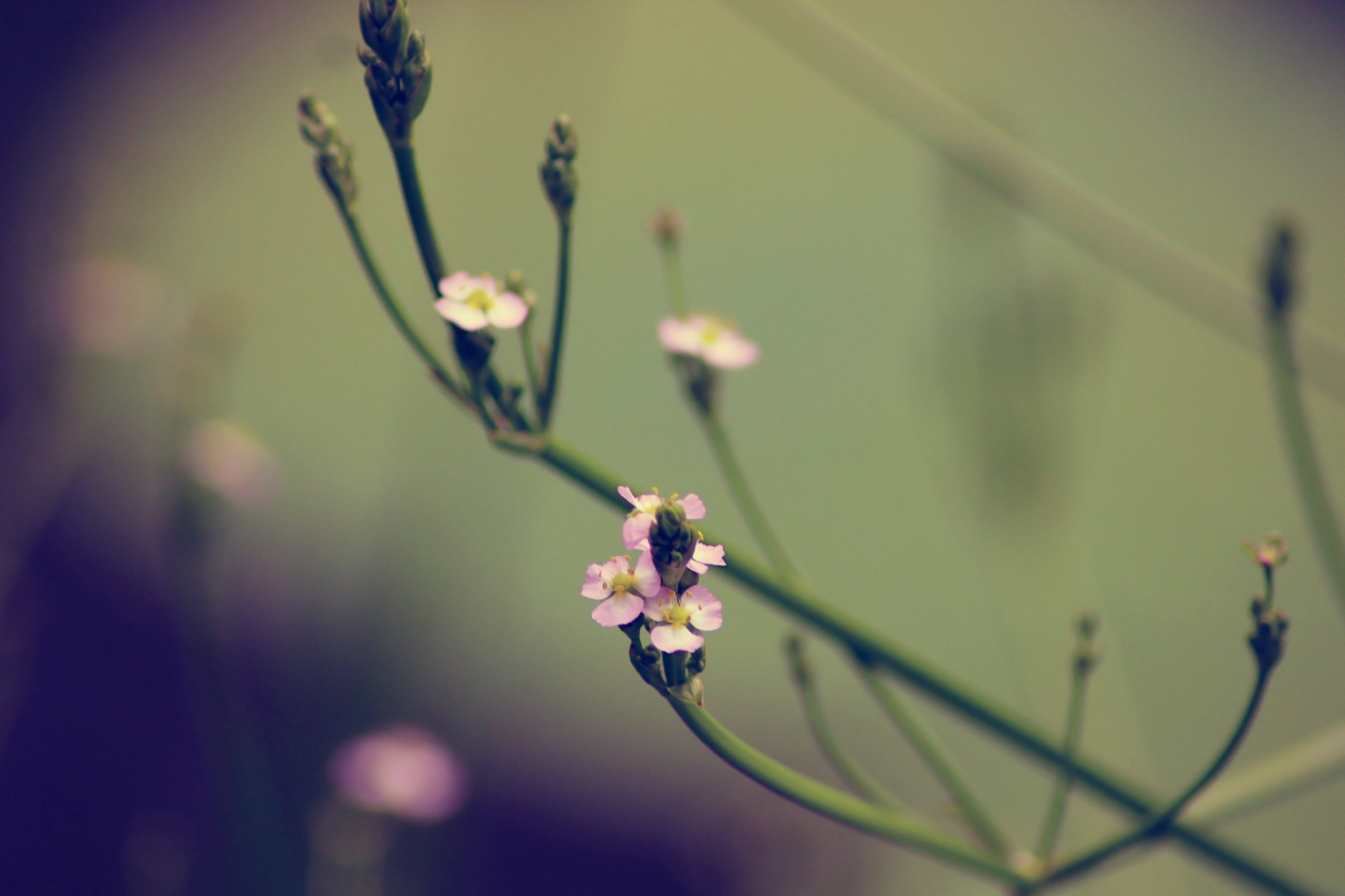 Wallpapers Nature Flowers 