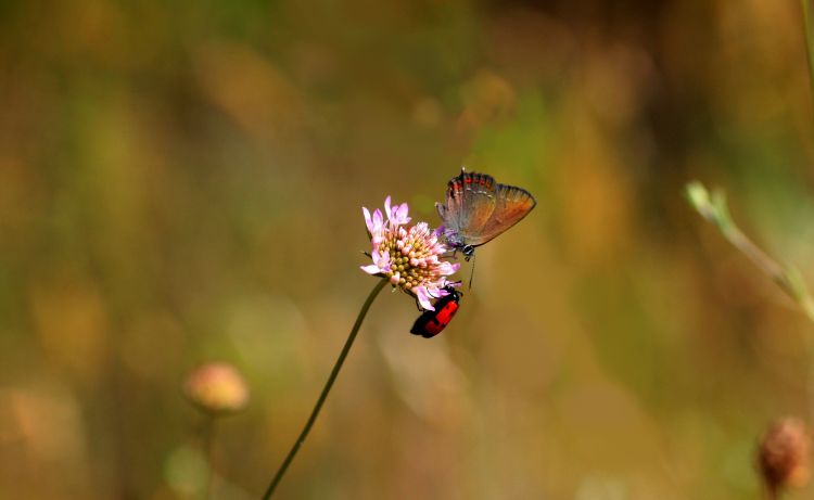 Wallpapers Animals Insects - Butterflies Wallpaper N377958