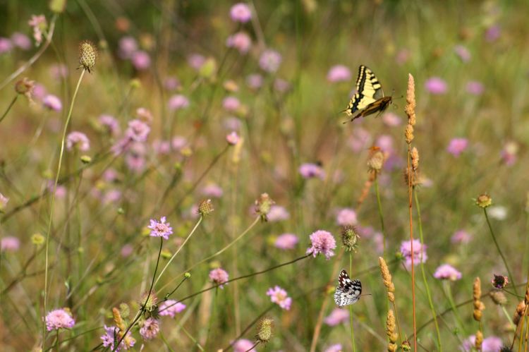 Fonds d'cran Animaux Insectes - Papillons Wallpaper N377963