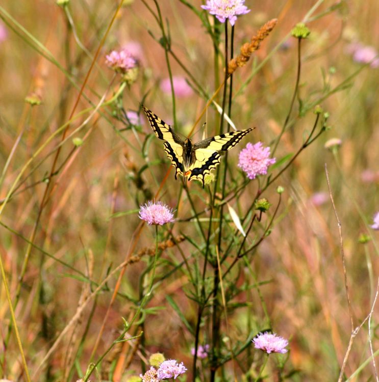 Wallpapers Animals Insects - Butterflies Wallpaper N377964